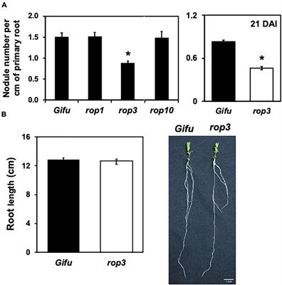 The Lotus japonicus ROP3 Is Involved in the Establishment of the Nitrogen-Fixing Symbiosis but Not of the Arbuscular Mycorrhizal Symbiosis